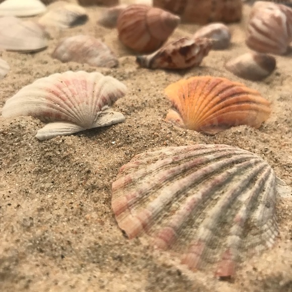 30pc Sea Shell Collection - Picture 2 of 8